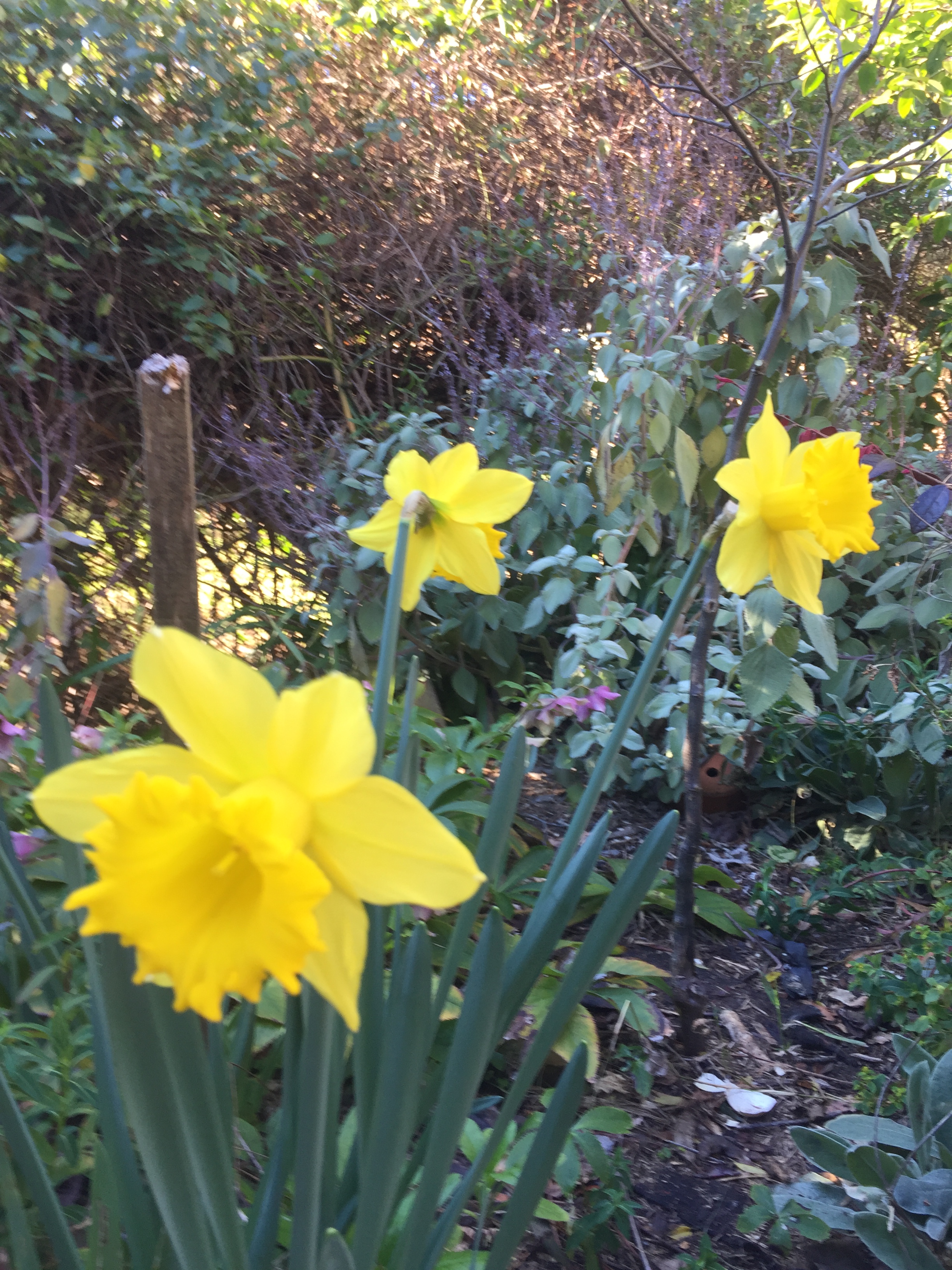 Daffodils