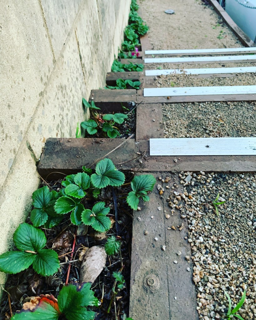 a photo of outdoor steps with a gap between the steps and the fence that is planted with strawberries